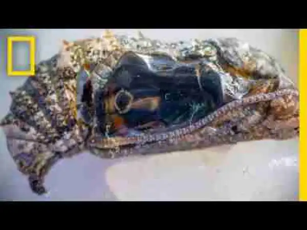 Video: Remarkable Time-Lapse: Watch Caterpillars Transform Into Butterflies